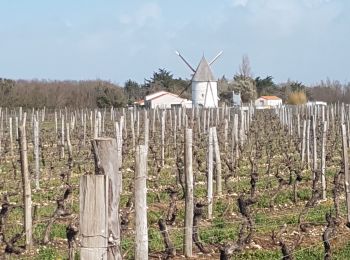 Excursión Senderismo Saint-Denis-d'Oléron - les Seulieres - Photo