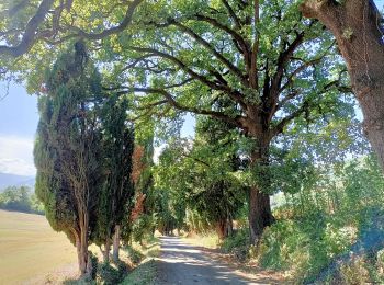 Tour Zu Fuß Travo - Rallio - Monte Dinavolo - Oratorio del Castellaro - Coni Scarpa - Photo