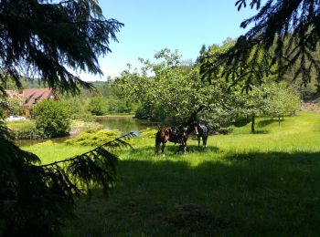 Tour Wandern Lützelstein - brame du cerf en forêt du loosthal - Photo
