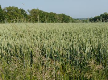 Trail Walking Nivelles - Nivelles Promenade Piedescaus - Photo