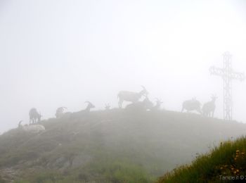 Tocht Te voet Malesco - M14 - Malesco - Bocchetta di Cortechiuso - Photo