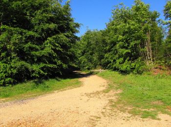 Trail Walking Pierrefonds - en forêt de Compiègne_30_la Tournante sous le Mont Saint-Mard - Photo