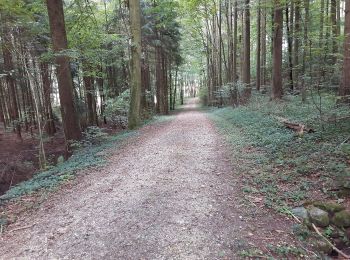 Trail On foot Rümlang - Rümlang - Bösbuck - Photo