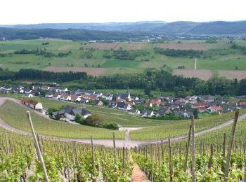 Randonnée A pied Schoden - Saar-Riesling-Steig - Photo