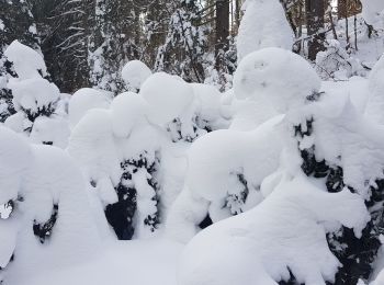 Tocht Sneeuwschoenen Châtelblanc - raquette jura j2 - Photo