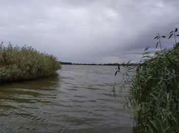 Randonnée A pied Tata - Tatai IVV körtúra (Zöld IVV - Tatai (Öreg)-tó) - Photo