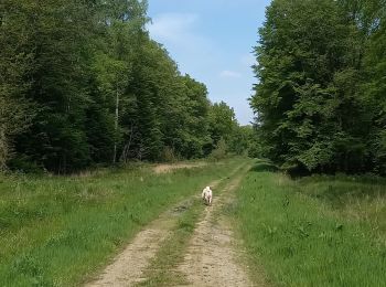 Trail Walking Gommegnies - Cheval blanc Trechon - Photo