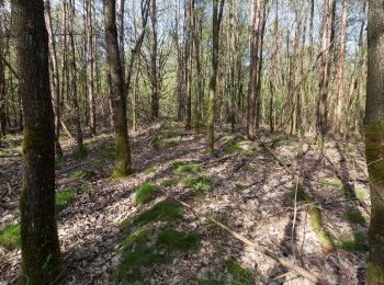 Trail On foot Olfen - Eversum Rundweg A1 - Photo
