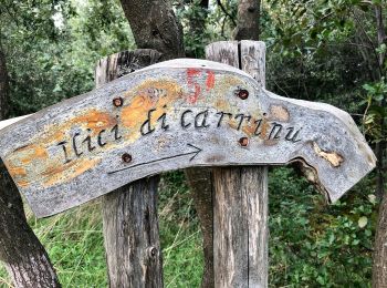Randonnée A pied Zafferana Etnea - Val Calanna - Photo