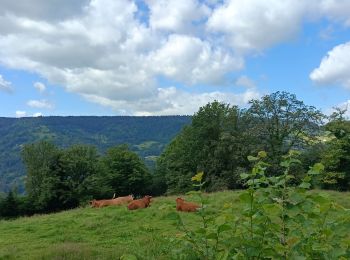 Tocht Stappen Basse-sur-le-Rupt - petit circuit sous Burotte - Photo