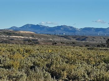 Tour Wandern Vitrolles - Plateau de Vitrolles - Photo