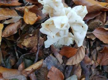 Tour Wandern Nandrin - boucle des pylônes en forêt - Photo