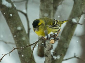 Randonnée A pied Missaglia - Sentiero 8: Lomaniga - Beolco - Photo