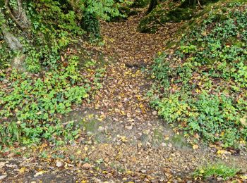 Randonnée Marche Vendôme - Petit parcours dans la partie Sud-est du Bois de l'Oratoire - Photo