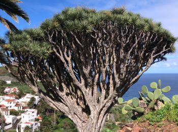 Tour Wandern Santa Cruz de Tenerife - 20230121 Tacheros-Taganana- el Baleiros - Photo