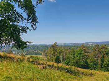 Tocht Stappen Durbuy - Le sentier botanique du mont des Pins - Photo