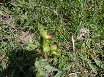 Excursión Otra actividad Sainte-Agnès - Recherche orchidée Sainte Agnes - Photo