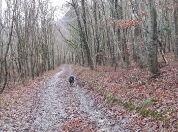 Trail Walking Piégros-la-Clastre - le collet en hiver - Photo