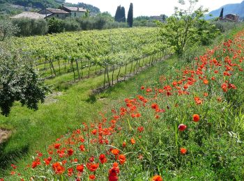 Randonnée A pied Garda - Garda - Beati - Pignoi (Itinerario C) - Photo