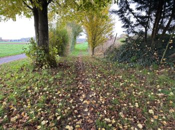 Percorso Marcia Brunehaut - Hollain 16,2 km - Photo