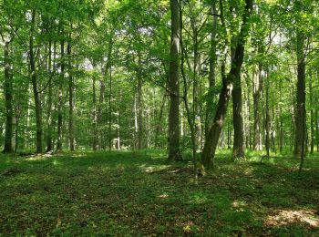 Randonnée A pied Hörselberg-Hainich - Craulaer Kreuz - Photo