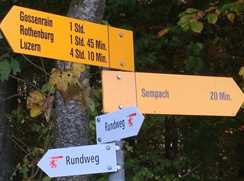 Trail On foot Sempach - Allment - Sonnhalde - Photo