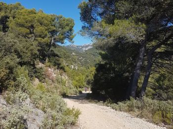 Trail Walking Puget - Les Borrys recorded - Photo