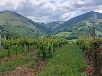 Tour Wandern Irouléguy - hiroulegui - Photo