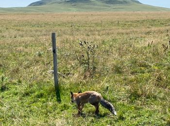 Tour Wandern Saint-Saturnin - Plateau du Limon Le Fayet Chemin des Quirous - Photo