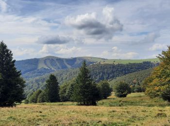 Tour Wandern Ranspach - Markstein/Treh,  Breitfist, Oberlauchen, Markstein  - Photo