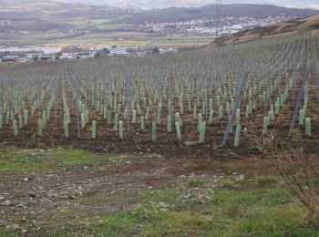 Tour Wandern Cournon-d'Auvergne - Cournon-d'Auvergne (Puy-d'Anzelle) - Photo