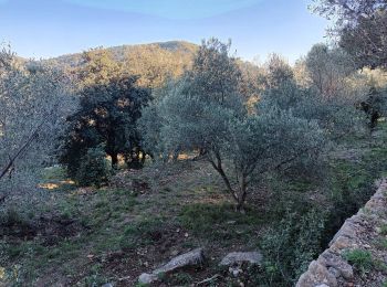 Tour Wandern La Valette-du-Var - Conservatoire de l Olivier-07-01-22 - Photo