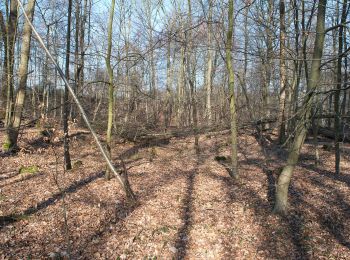 Trail On foot Hilden - Hildener Stadtwald Rundweg A2 - Photo