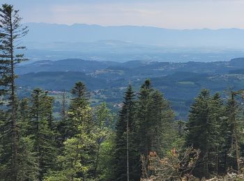 Tour Wandern Celles-sur-Durolle - Le Puy de Montoncel_T - Photo