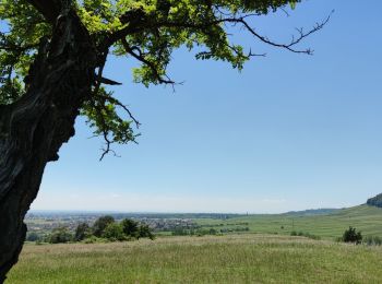 Trail Mountain bike Rouffach - Rouffach - Guebwiller - Photo