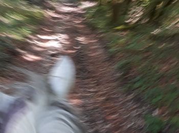 Trail Horseback riding Pont-de-Poitte - poitre binans 14/o7/19 - Photo