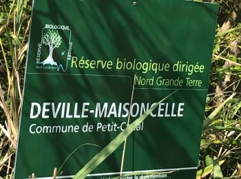 Randonnée Marche Petit-Canal - La forêt de Deville  - Photo