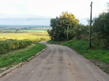Trail On foot Puligny-Montrachet - Ballade en Montrachet - Photo