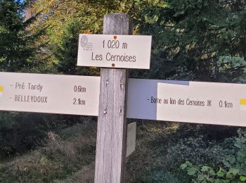 Tour Wandern Échallon - prairie d'échallon belleydoux la borne aux lion des cernoises - Photo