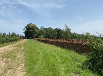 Tocht Stappen Aarschot - S-GR Hageland: Aarschot - Kortrijk-Dutsel - Photo