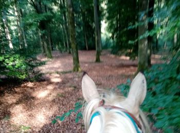 Trail Horseback riding Manhay - oster dochamps oster - Photo