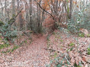 Trail Walking Benais - 20211120_benais - Photo