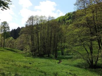 Excursión A pie Wald-Michelbach - Rundwanderweg Siedelsbrunn 6: Wallfahrtsweg Lichtenklingen - Photo