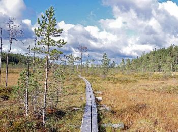 Randonnée A pied Saarijärvi - Kotajärven polku - Photo