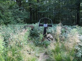 Percorso A piedi Baligród - Ścieżka przyrodnicza na Chryszczatą - Photo