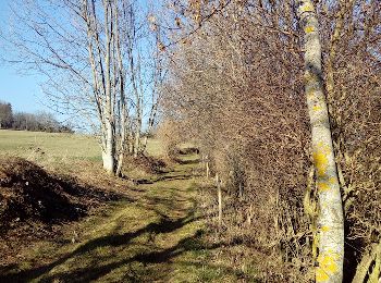 Trail Walking Durtol - Durtol - Photo