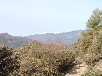 Excursión Senderismo Les Mées - les mees . Apollinaire par le sentier des oliviers  - Photo