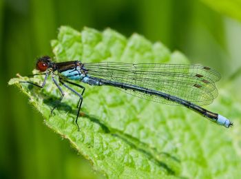 Randonnée A pied Schleswig - Wald- und Brückenrunde - Photo