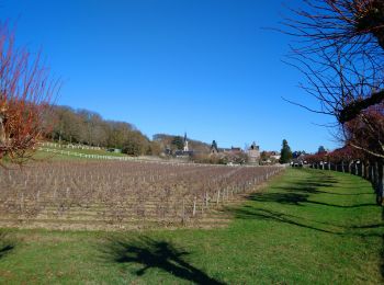 Randonnée Marche Noizay - Noizay - Sentier vignes et coteaux - 14km 185m 3h00 - 2022 02 26 - Photo