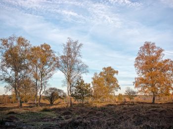Trail On foot Baarn - Groene Wissel: Den Dolder - Photo